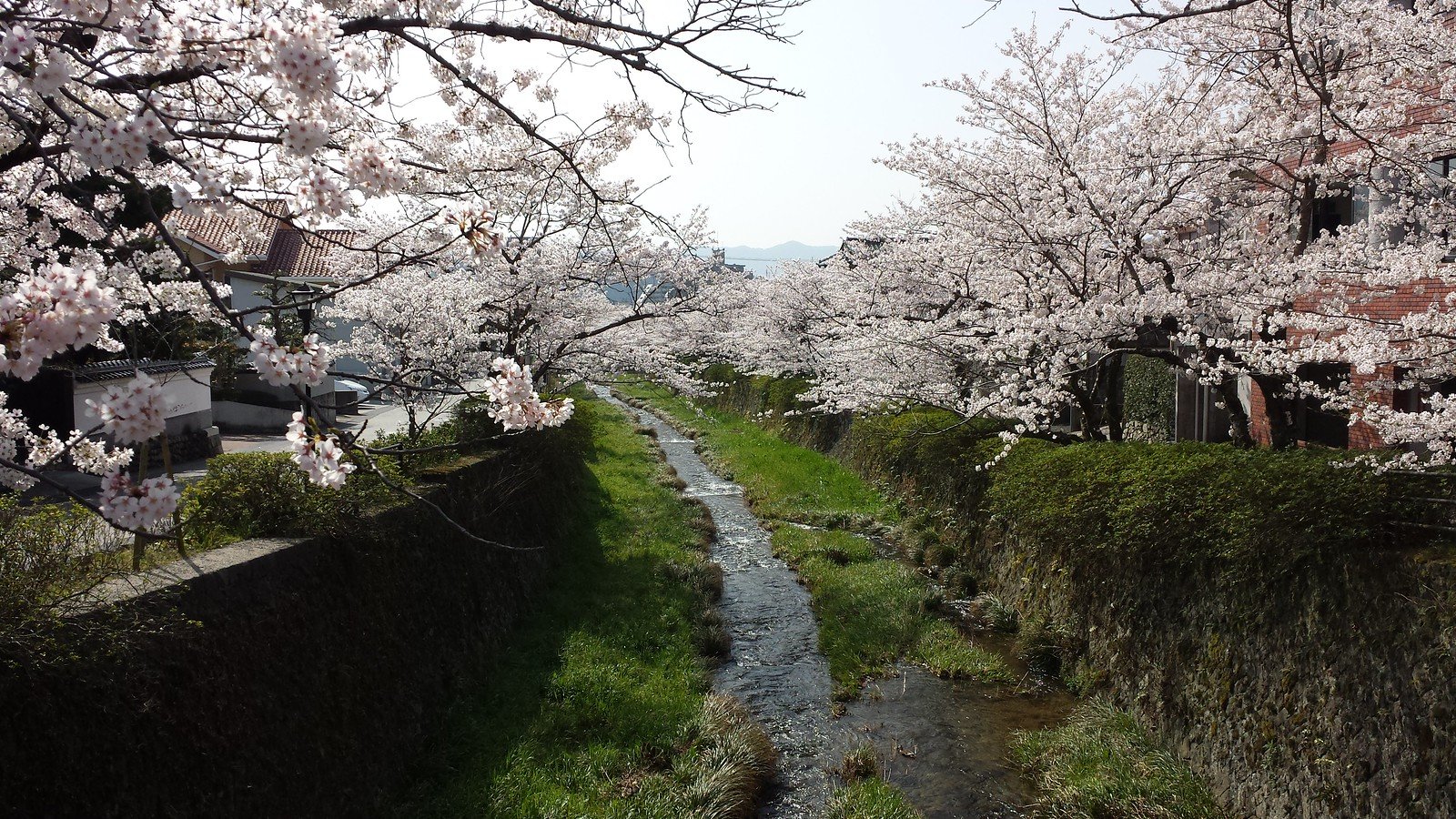 🏞️ 이치노사카 천(이치노사카가와) 이미지 9